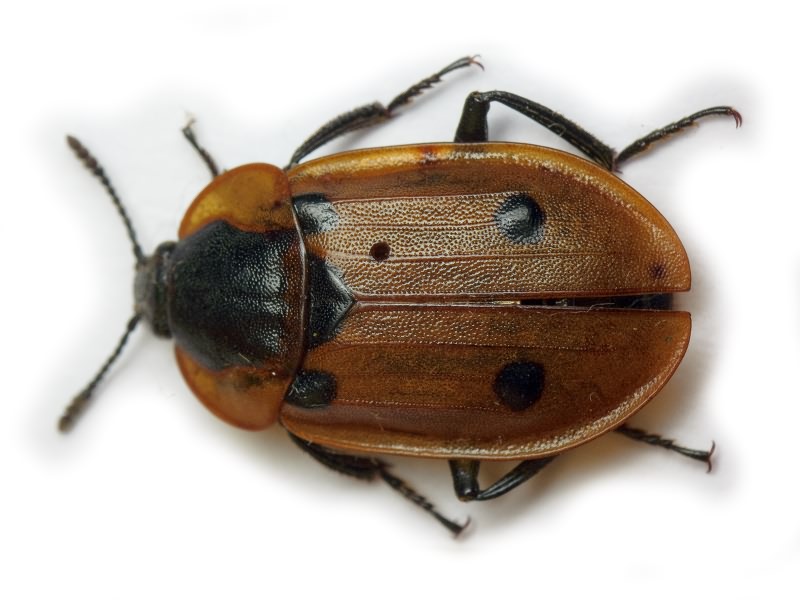 Dendroxena quadrimaculata (Scopoli, 1772)